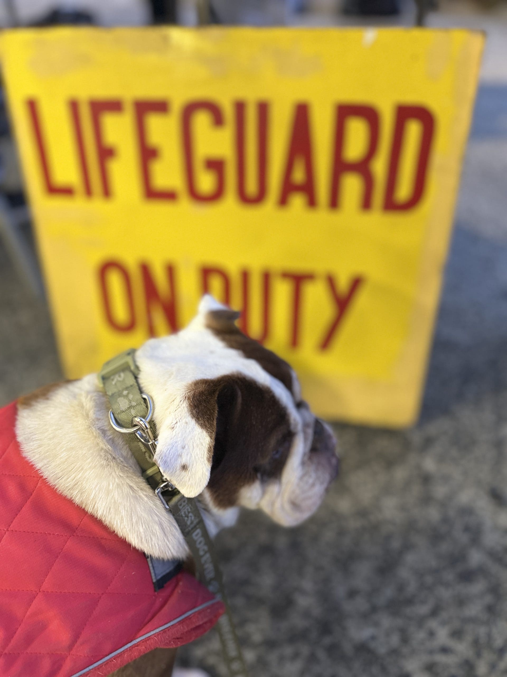 Bull Dog as a Lifeguard in front of a sign that says it is on duty